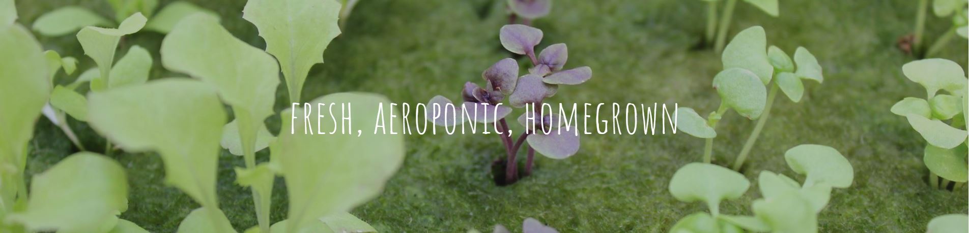 Fresh, Aeroponic, Homegrown